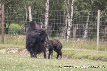 Knowsley Safari offers mums free entry this Mother’s Day