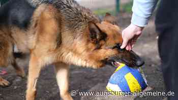 Schwer vermittelbare Hunde im Tierheim: Casper erhält eine Chance