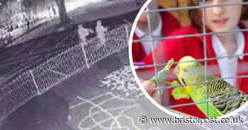 Headteacher launches appeal to replace school's stolen budgies