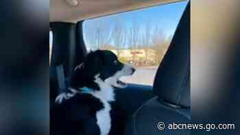 WATCH:  Dog hilariously ‘eats’ cars as they pass by