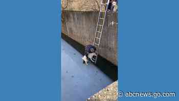 WATCH:  Dog rescued after 20-foot fall onto ice