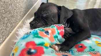 This Virginia Beach no-kill shelter takes the animals no one else will and nurses them back to health. Here's how you can help.