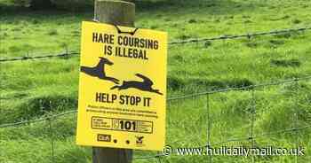Man given largest ever fine for hare coursing in Driffield