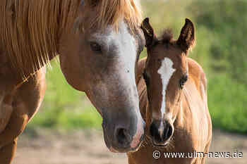 CBD-Produkte für Pferde und ihre Anwendungen
