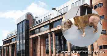 Bull terrier put down after cruel Newcastle owner left dog to suffer with large tumours