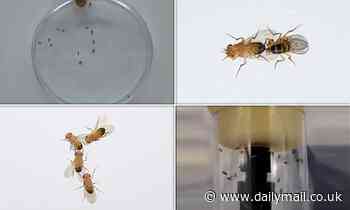 Air pollution is wreaking havoc on flies' SEX LIVES