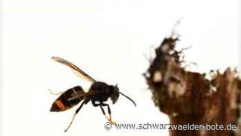 Bad Herrenalber Imker: Furcht vor den asiatischen Hornissen