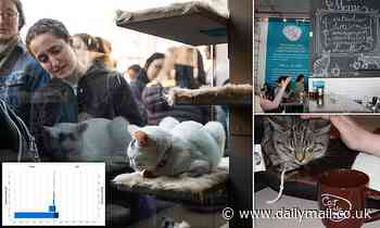 Kittens in trendy cat cafes have higher rates of sickness, study warns