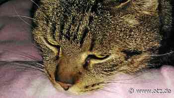 „Einen alten Baum verpflanzt man nicht“: Kater Horst bleibt in Stadtroda