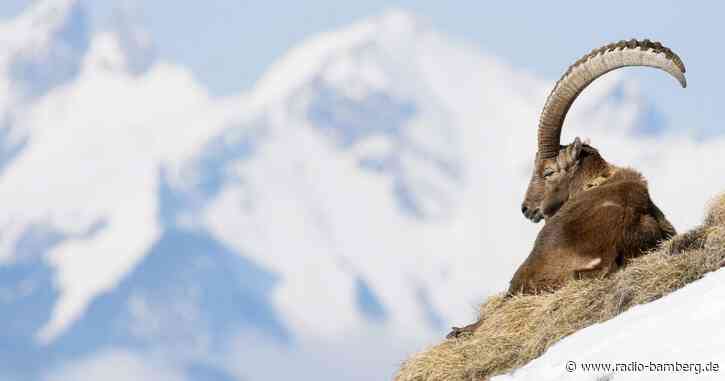 Kaniber genehmigt Auswilderung von Schweizer Steinböcken
