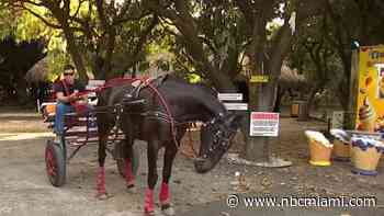 Viral Video of Teen Riding Horse-Drawn Cart Through Hialeah McDonald's Faces Backlash on Social Media