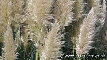 Pampasgras schneiden: Nicht zu früh im Jahr, sonst geht das Ziergras ein