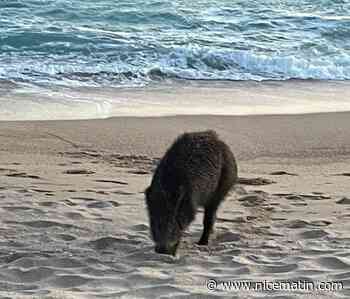Un sanglier pris en photo sur une plage de Cannes en pleine journée