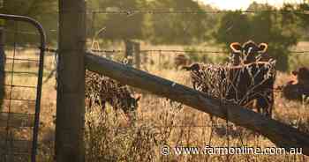 Cattle Producers Australia withdraws legal challenge