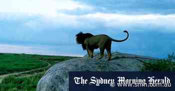 'King of the Serengeti' killed by rivals