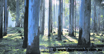 Bigger forestry sector needed onfarm: Watt