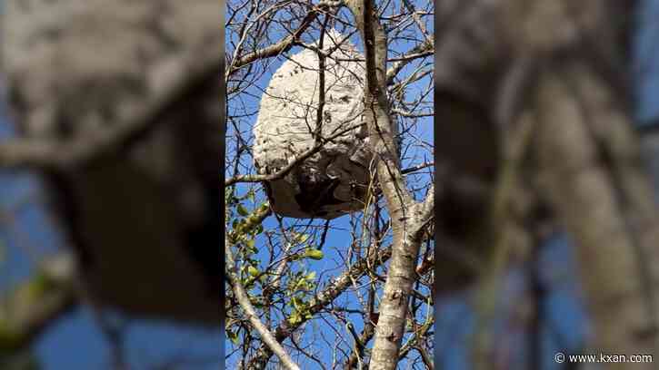 Giant hornet's nest on City of Georgetown land keeps locals away from their own backyard