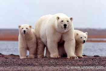 Green Groups Sue Biden Admin Over Approval of Alaska Willow Oil Project