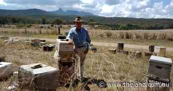 Local beekeeper 'devastated' by loss of hives due to government Varroa response