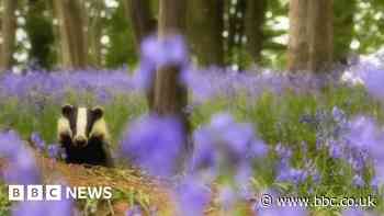Still time to save Our Wild Isles, say UK conservation charities