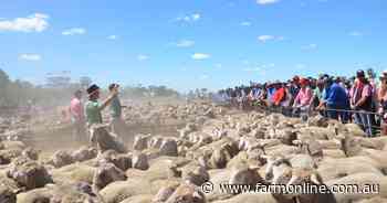 Mutton prices melt down