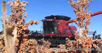 Weekend rain leading to concerns over sorghum quality