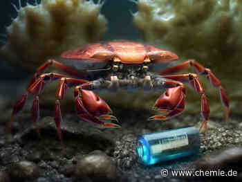 Krabbenschalen könnten die nächste Generation von wiederaufladbaren Batterien antreiben