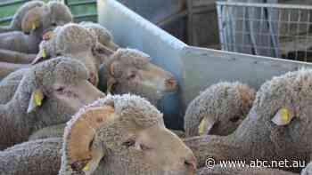 Saleyard lamb prices have declined after summer of highs, but will supermarkets pass on the savings?