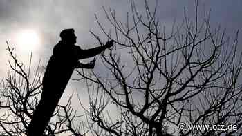 Obstbaumschnitt von Experten erlernen im Reinstädter Grund