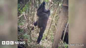 Great apes deliberately spin to become dizzy, say researchers