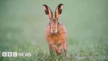 Dog bans for pair charged under hare coursing law