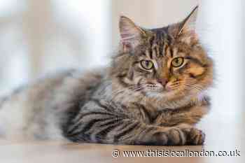 Cat owners could be fined £500 for not microchipping their pet