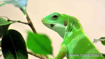 "Foreste sottosopra", la festa del papà al Bioparco