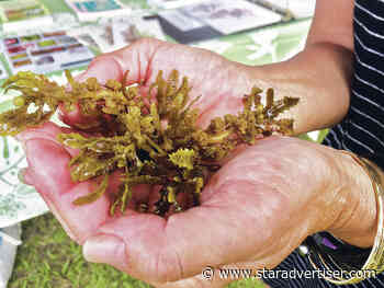 Hawaii bill would name limu kala as state seaweed