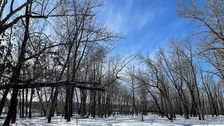 A warmer week for Calgary as frigid start to March fades into memory