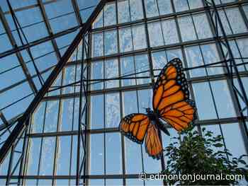 Edmonton weather: It will be warm. Oh yes, it will be warm