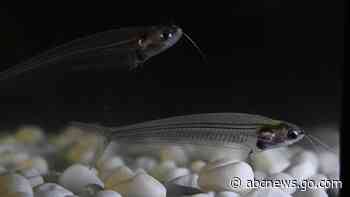 How this little see-through fish gets its rainbow shimmer