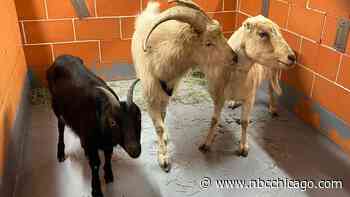 ‘Are These Your Goats?' Chicago Animal Care Searching For Owner of 3 Stray Goats