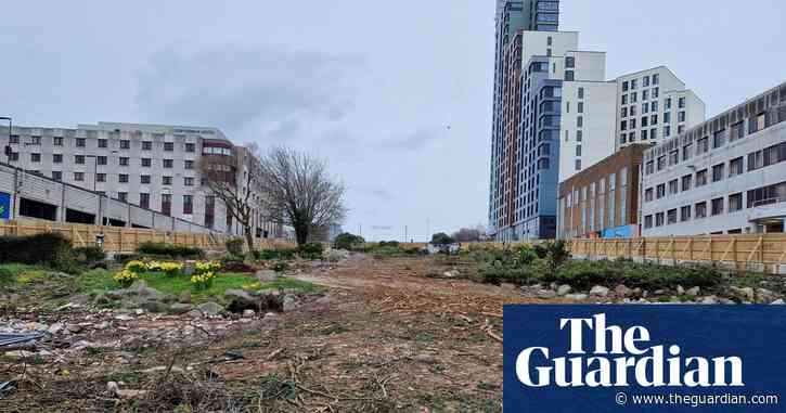 ‘A disgrace’: more than 100 trees cut down in Plymouth despite local opposition