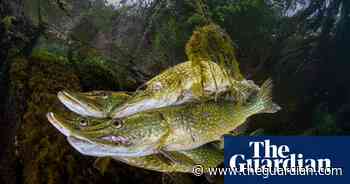 British Wildlife Photography awards 2023 – in pictures