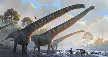 Dinosaur with the longest neck ever seen in an animal identified by scientists