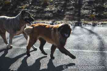 Deux nouveaux chiens empoisonnés sur le site de canicross dans le Gard