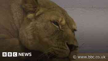 Three lions moved from Newquay Zoo to Paignton Zoo on A30