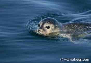 Bird Flu Outbreak Killed New England Harbor Seals, Raising Alarms for Humans