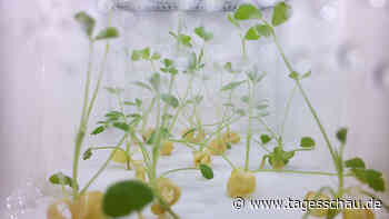 Experiment: Studenten schicken Glücksklee in den Weltraum