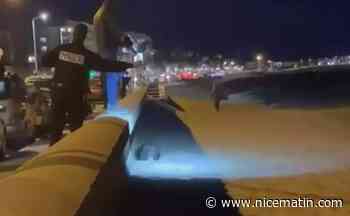 Un sanglier abattu sur une plage de Cannes: on fait le point