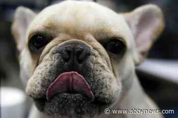 Beloved and debated, French bulldog becomes top US dog breed