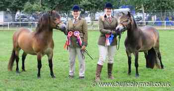 Semen from a horse called Alan Partridge could save the UK's oldest pony breed