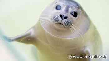 Robbe, Seehund, Seelöwe: Was sind die Unterschiede?