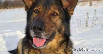 Police dogs, remote plane used to track rural break-in suspect: Manitoba RCMP